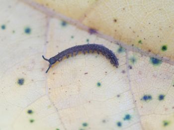 Media type: image; Invertebrate Zoology 152095